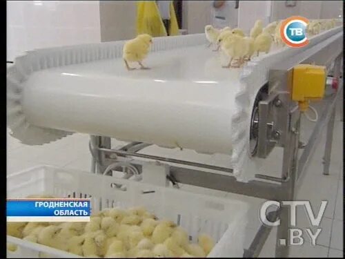 Лпх ключи. Визитка птицевода. Ключи цыплята прайс. Цыплята бройлеры гусята. Ключи цыплята прайс.