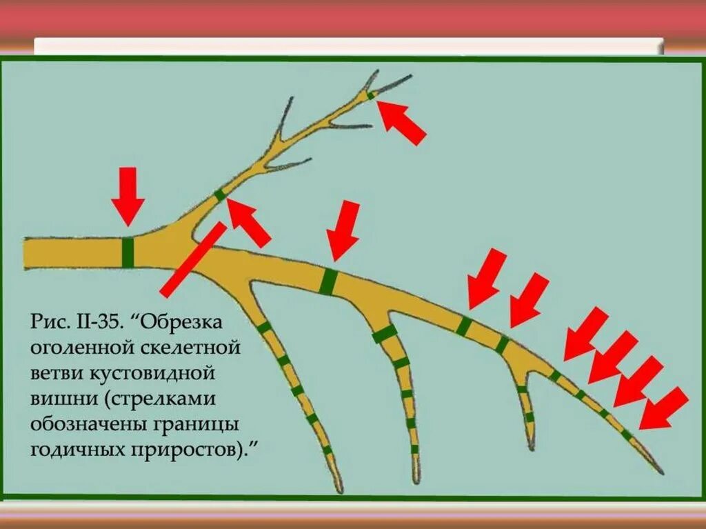 Обрезка веток. Обрезка скелетных ветвей. Обрезка веток на кольцо. Обрезка деревьев на кольцо.