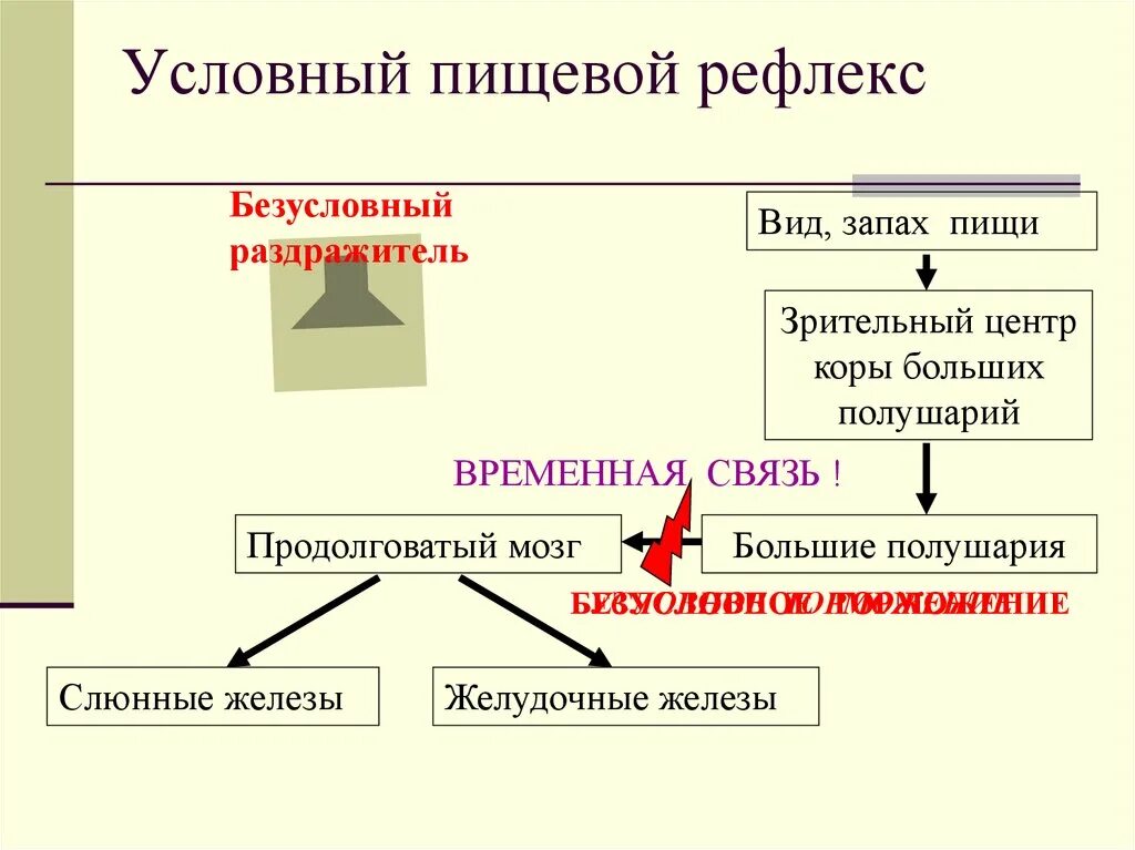 Пищевые рефлексы условные и безусловные. Условный пищевой рефлекс. Пищевые условные рефлексы примеры. Пищевые безусловные рефлексы примеры.