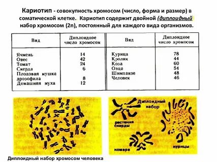 Сколько аутосом содержится в яйцеклетке