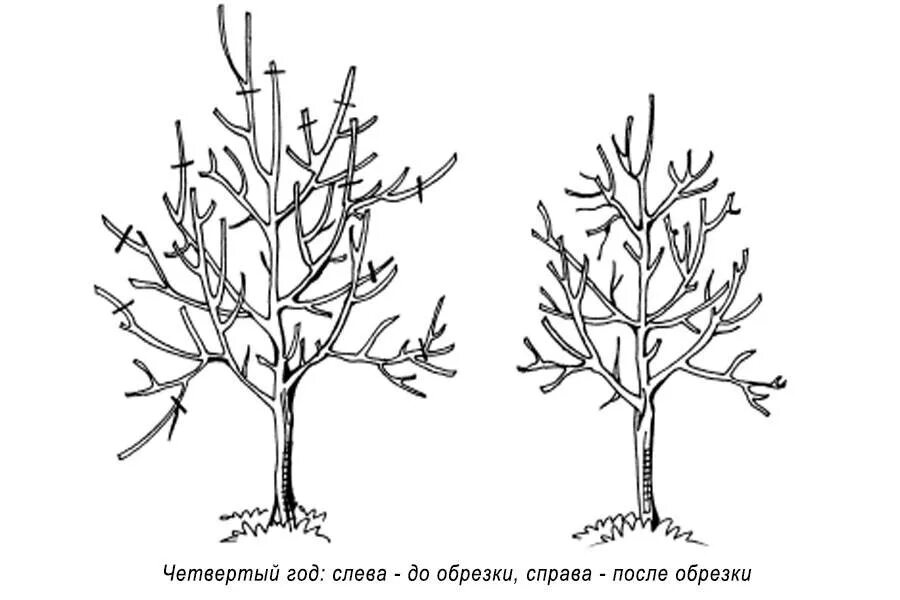 Схема обрезки яблони весной. Обрезка яблони весной схема. Схема обрезки яблони осенью. Обрезка яблонь осенью схема.