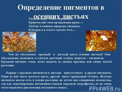 Пигмент определение