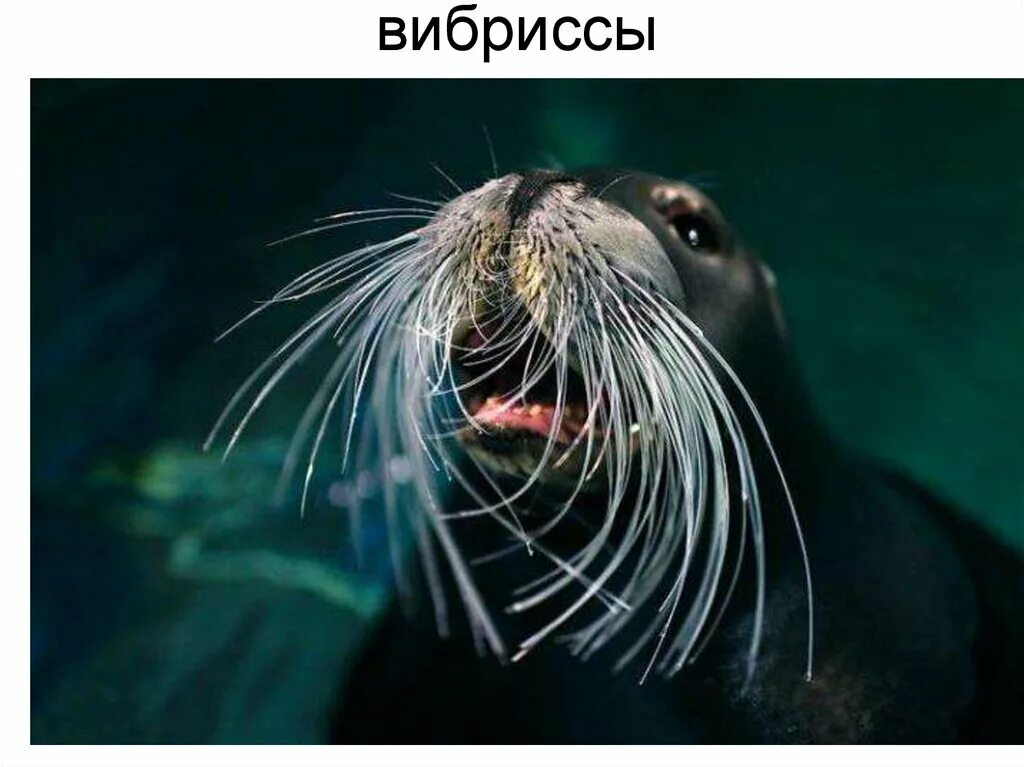 Осязание млекопитающих. Ластоногие вибриссы. вибриссы млекопитающих. усы вибриссы. усы кошачьи.