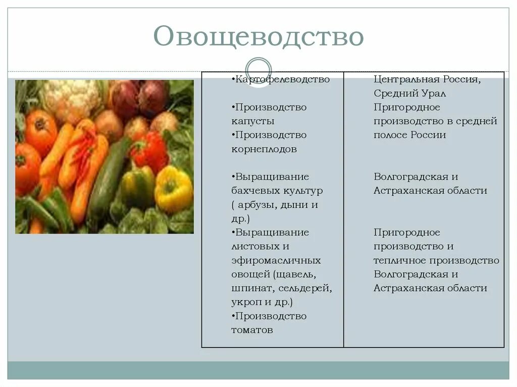 Картофелеводство какая отрасль. Овощеводство. овощеводство и картофелеводство. отрасли овощеводства. овощеводство садоводство культура.