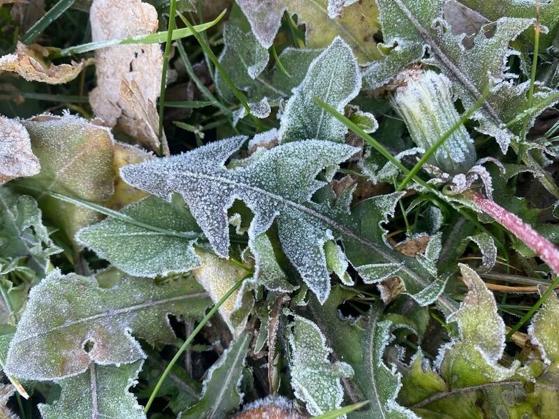 Заморозки. Первые осенние заморозки. Апрельские заморозки. Заморозки в сентябре.