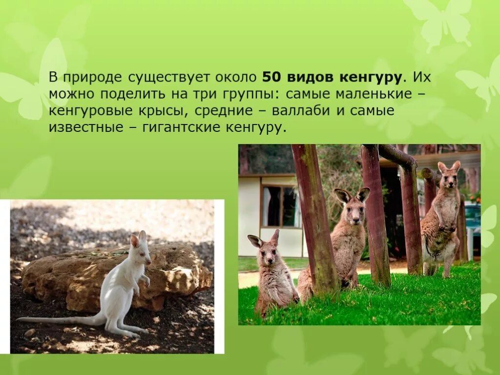 Что умеет делать кенгуру. Природные зоны австралии 7 класс география. У кенгуру длинный хвост. Кенгуру исполинский систематика. Эволюция сумчатых млекопитающих.