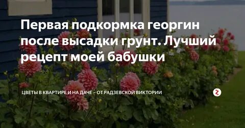 Чем подкормить георгины