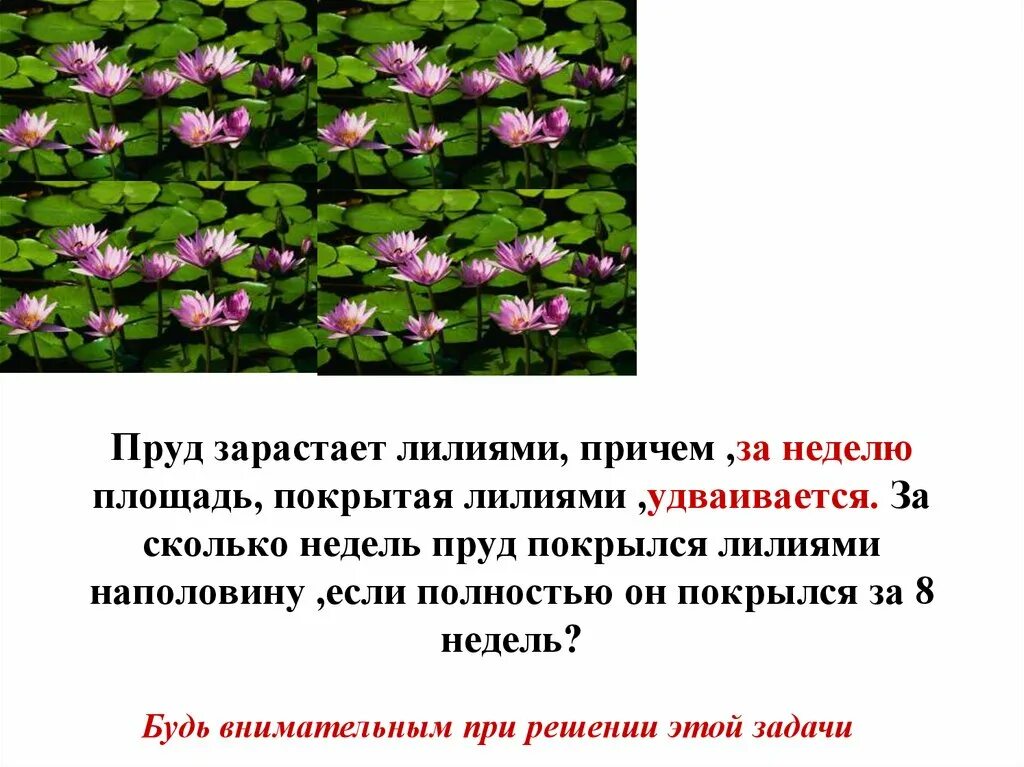 Задачи про озеро. Пруд заросший лилиями. Пруд зарастает водяными лилиями. Задача с кувшинками и озером. Задача про кувшинки на пруду.