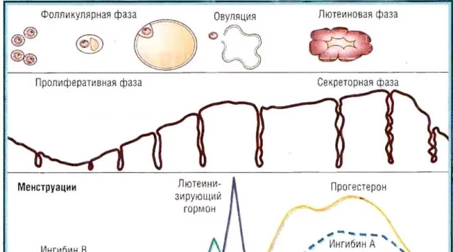 Фолликулярная овуляция. Фазы менструационного цикла фолликулярная лютеиновая. Фазы менструационного цикла фолликулярная овуляторная лютеиновая. Менструальный цикл фолликулярная и лютеиновая фаза. Овуляция и лютеиновая фаза.