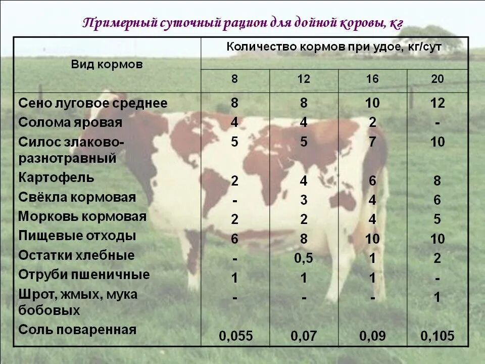 Сколько нужно давать телятам. Рацион КРС молочного направления. Рационы кормления КРС телят. Рацион кормления для 1 коровы. Рацион кормления коров сеном.