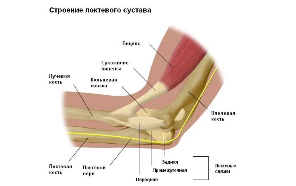 Минск локтевого сустава. Анатомия локтевого сустава человека. строение мышц локтевого сустава. сухожилия локтевого сустава анатомия. локтевой сустав анатомия строение.
