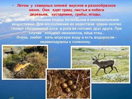 Северный есть