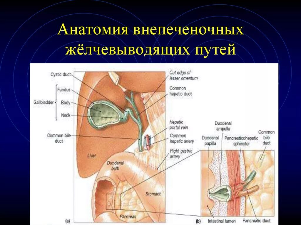 Сфинктеры внепеченочных желчных протоков. Пузырный желчный проток анатомия. Строение внепеченочных желчных протоков. Топографическая анатомия внепеченочных желчных протоков.