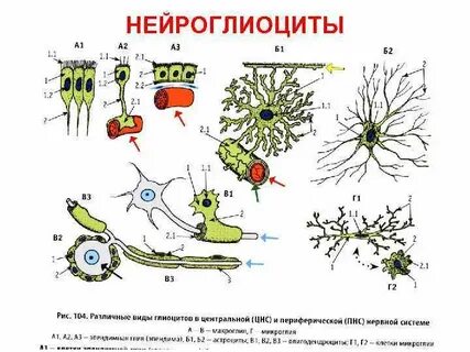 В состав какой ткани входят глиальные клетки