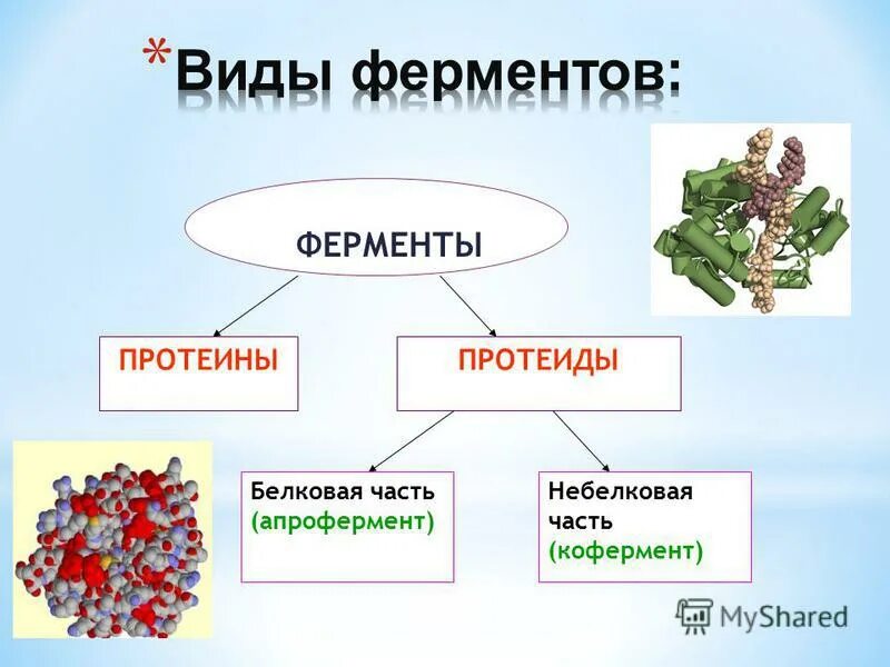 Фибриллярный структурная амилаза б ферментативная. Белки ферменты виды. Протеины и протеиды. Классификация ферментов. Энзимы формула химическая.