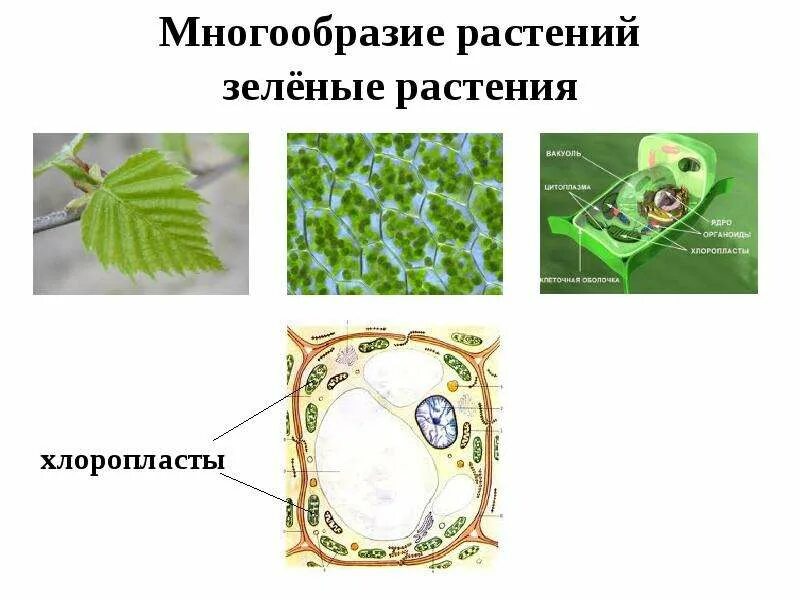 Все многообразие 6. Многообразие растительных клеток. Разнообразие клеток растений. Зелёные клетки растений. Формы растительных клеток.