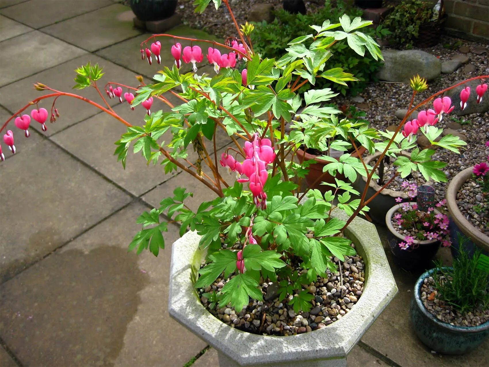 Дицентра куст. Дицентра валентайн. Дицентра спектабилис. Дицентра великолепная куст. Дицентра великолепная куст.