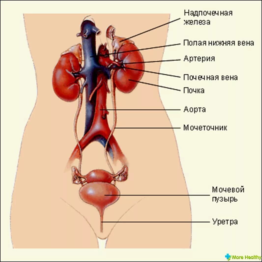 Мочеполовая система у женщин. Органы выделительной системы мочевой пузырь. Мочевыделительная система человека строение анатомия. Структура мочевой системы человека. 1. Анатомическое строение мочевыделительной системы..