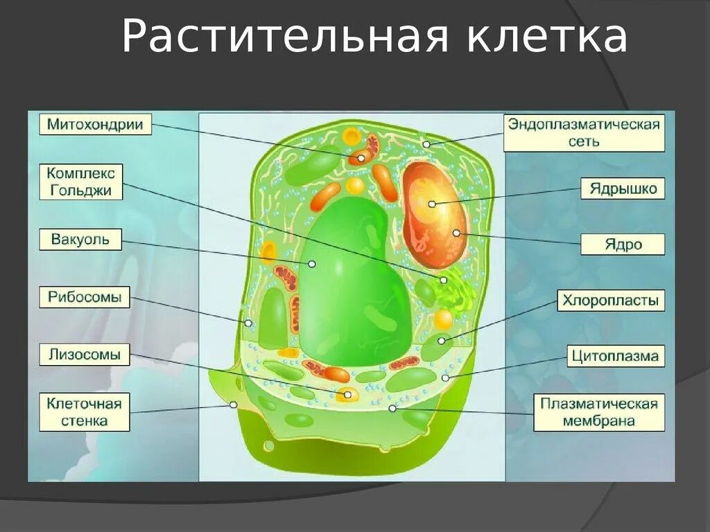 Ядро содержит хлоропласты. Органоиды растительной клетки схема. Основные структуры клетки растений. Строение органелл растительной клетки. Растительная клетка части и органоиды клетки.