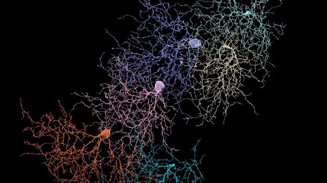 Нейронная система мозга. Нейронная сеть головного мозга человека. Нейронные связи в мозге. Мозг нейросеть.