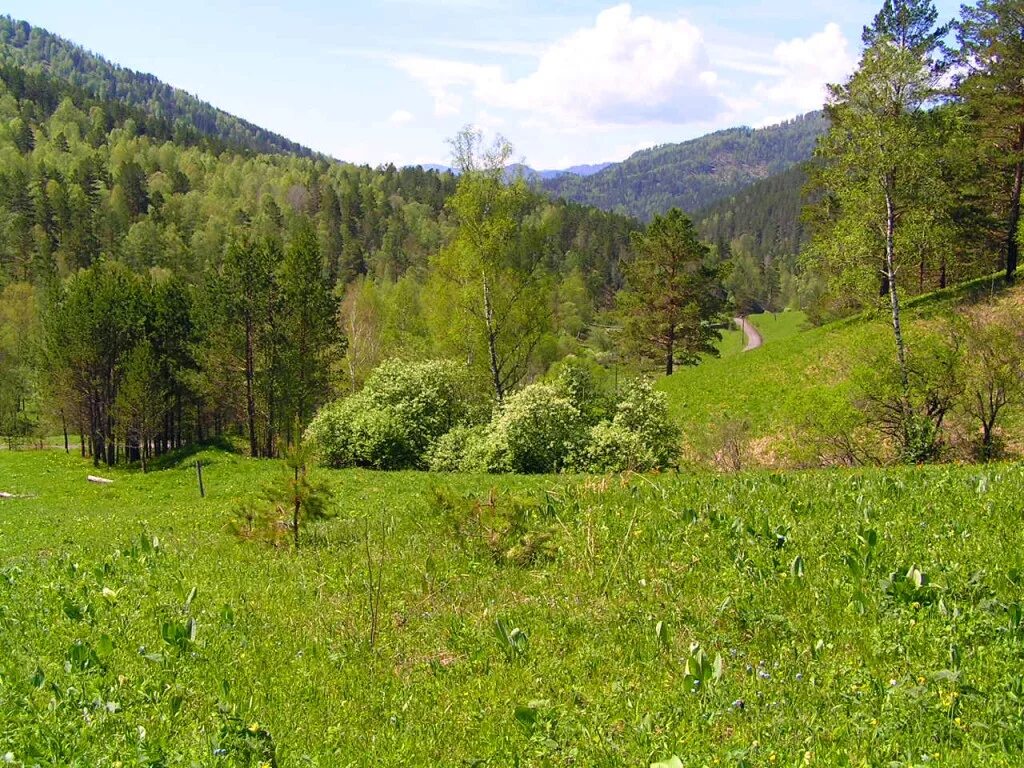 Земля в горном алтае. Река Куюм горный Алтай. Верхний Куюм Республика Алтай. Верх-Бийск Республика Алтай. Река Куюм Чемальский район.