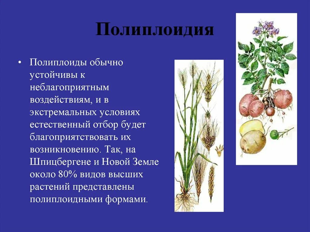 Полиплоидия вызывается. Полиплоидия видообразование. полиплоидия пшеницы. полиплоидия вишни. полиплоидия ученый.