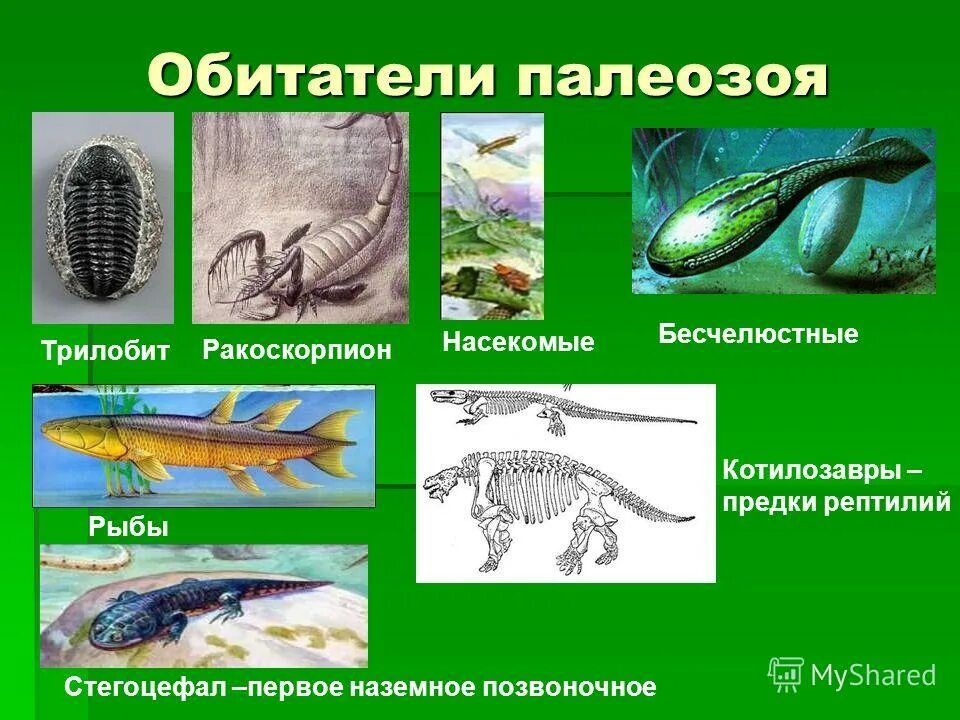 Земноводные палеозоя. Палеозойская Эра животные названия. Пресмыкающиеся Палеозойская Эра. Палеозой- кистеперые.