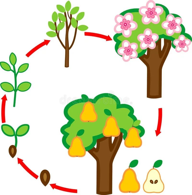Какое деревце будет расти быстрее и развиваться. Жизненный цикл грушевого дерева. Плодовые деревья для дошкольников. Цикл роста дерева. Схема развития дерева для детей.