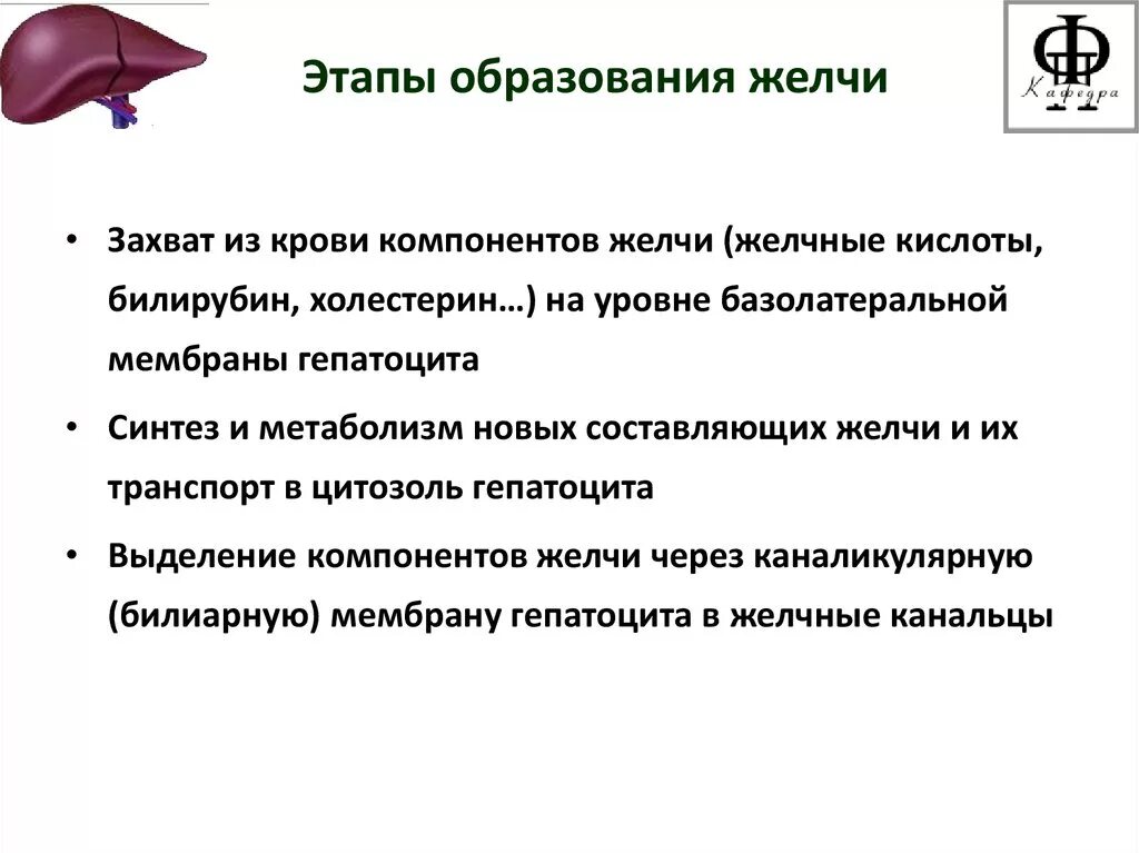 Схема механизма образования желчи. Механизм образования желчи. Виды желчи.. Механизм образования желчных кислот. Механизм образования и выделения желчи.