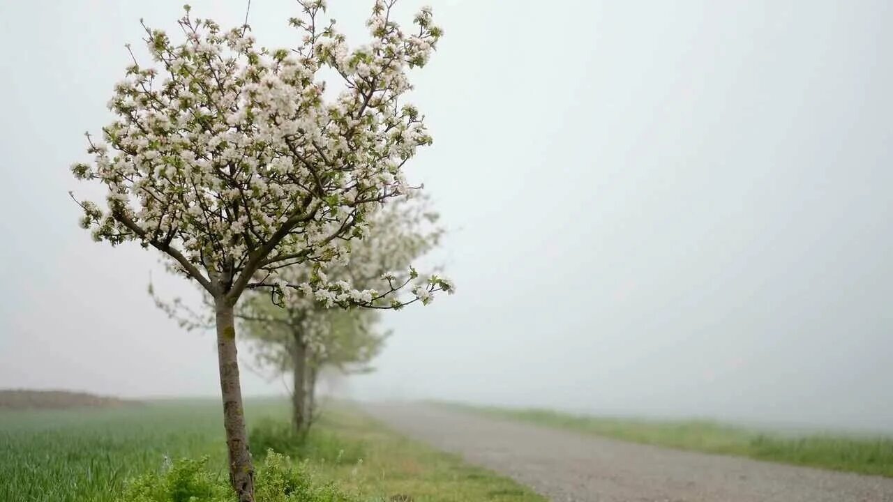 белых яблонь дым средство. есенин яблоня. яблони в картинах художников. цветущие яблони. с белых яблонь дым.
