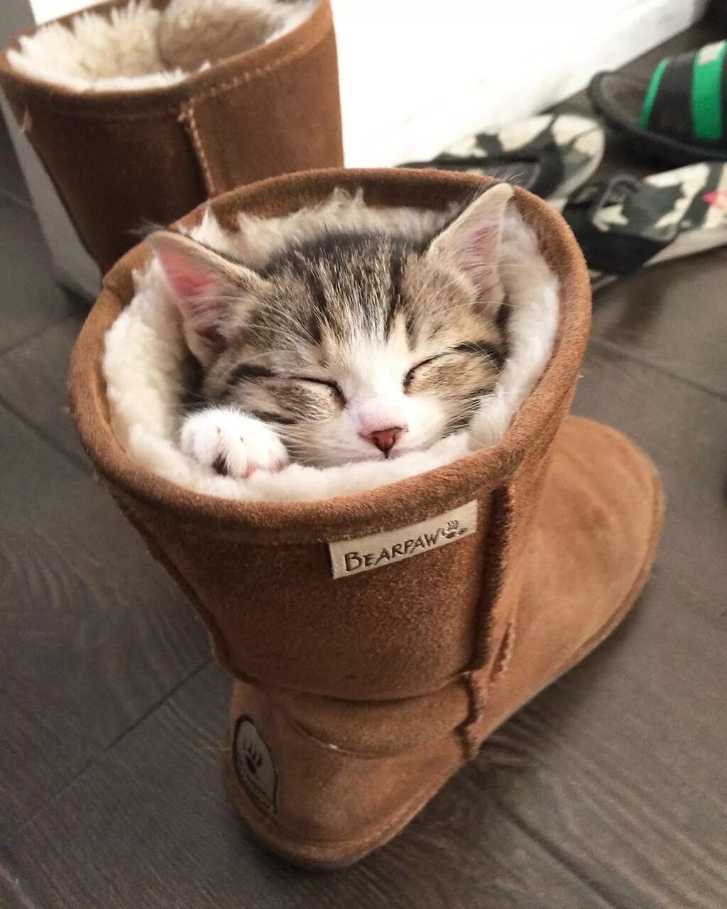 Прикольный кот. Коты приколы. Рыжие коты. Забавные кошки. Прикольные про котиков.