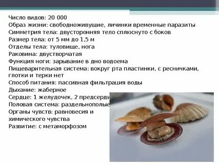 Симметрия тела двустворчатых моллюсков