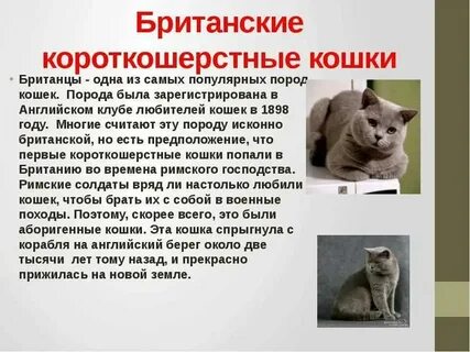 Когда был выведен