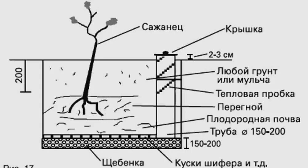 Что положить в лунку при посадке винограда. Посадка винограда весной саженцами в открытый. схема посадки саженцев винограда. посадка саженцев винограда в грунт. посадка винограда весной саженцами.