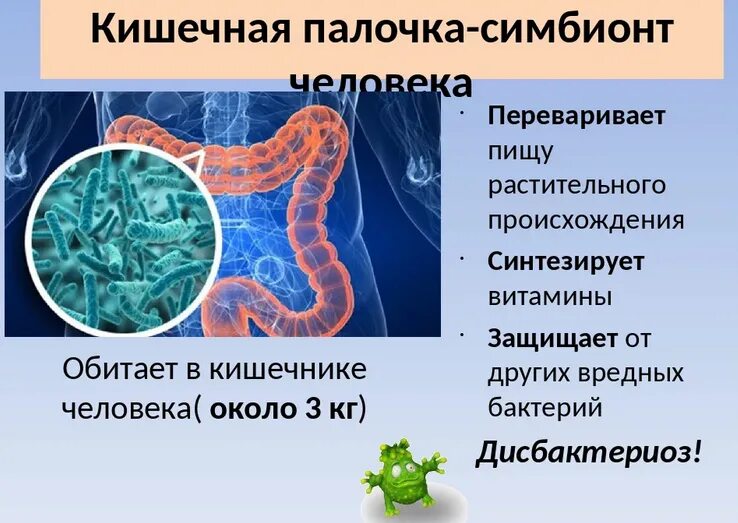 Какие бактерии обитают в кишечнике. Бактерии симбионты в кишечнике. бактерии симбионты кишечная палочка. симбионты в организме человека. бактерии симбионты человека.