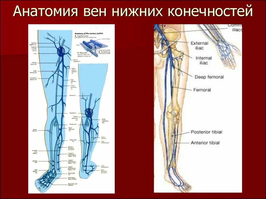 Подкожная Вена нижней конечности анатомия. Подкожные вены голени анатомия. Венозная система нижних конечностей схема. Большая подкожная Вена голени анатомия. Тромбоз бпв