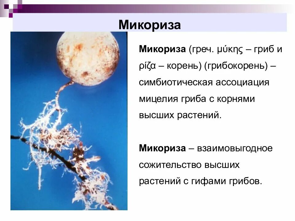 Микориза с грибами-симбионтами. Микориза гриба. Микориза грибокорень. Что такое микориза у грибов