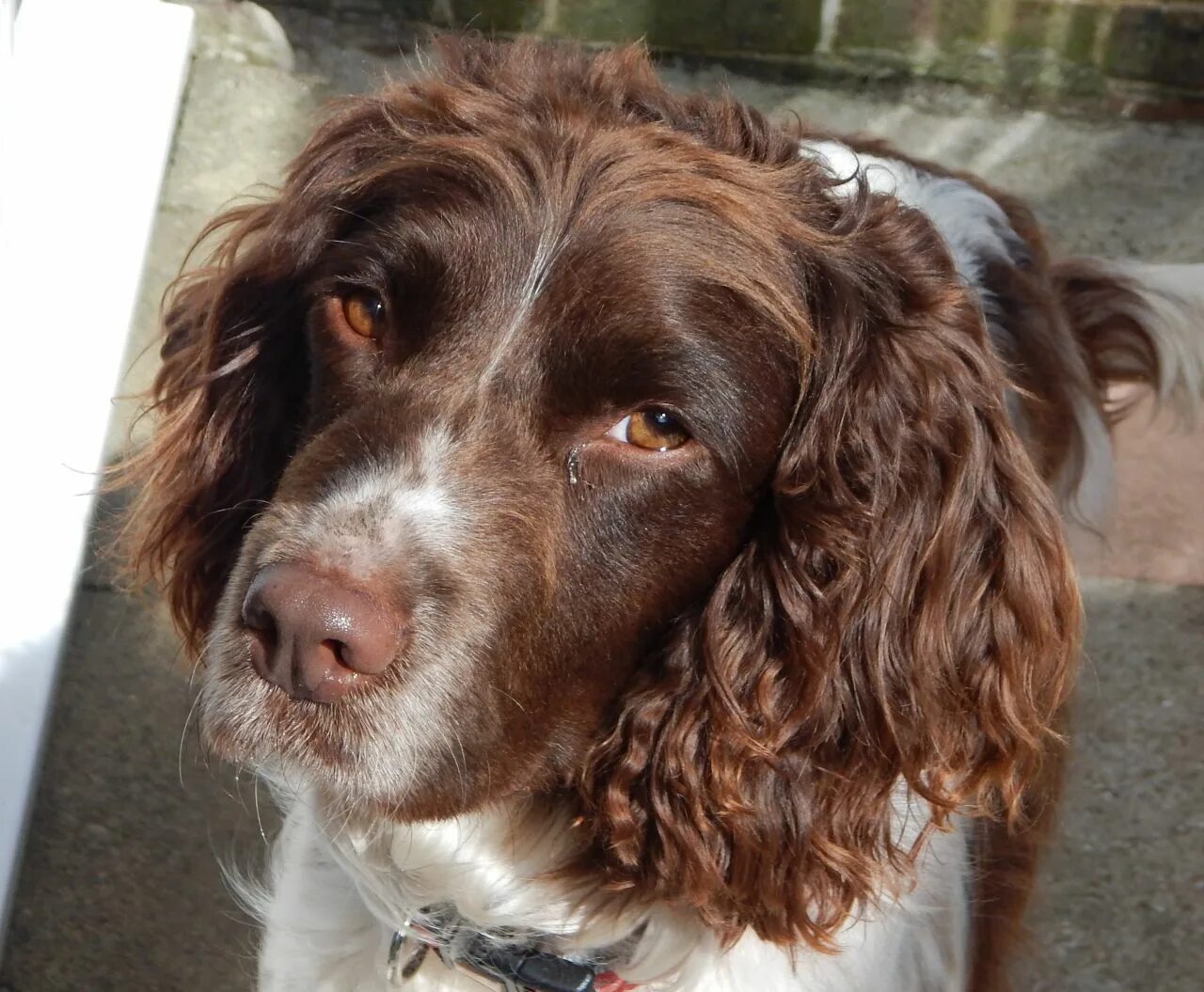 Спрингер спаниель коричневый. Спаниель коричневый. Американский кокер спаниель. Кокер спаниель охотничий. Спаниель коричневый.