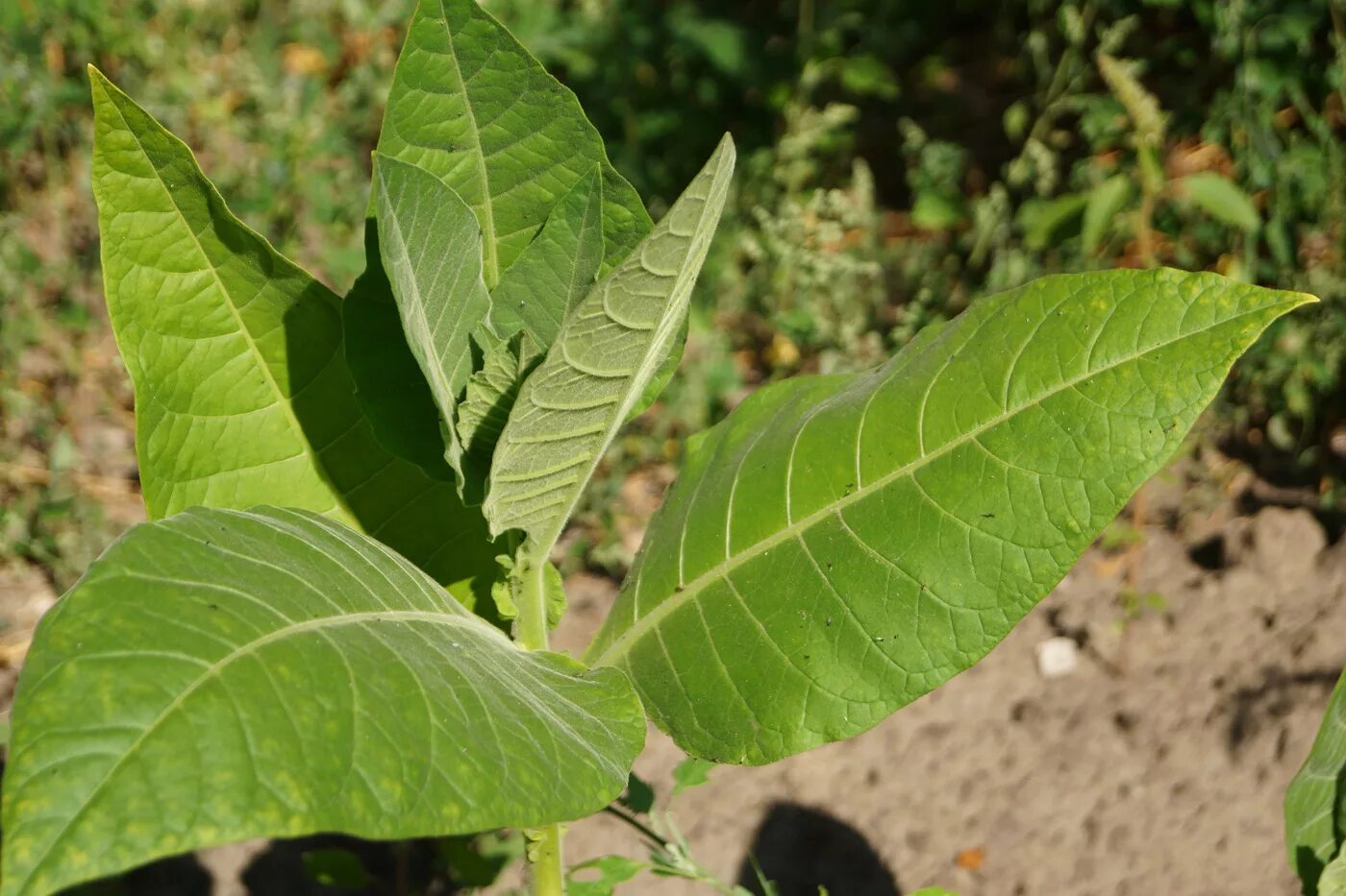 Табак махорка (Nicotiana Rustica l.). Растение Nicotiana tabacum. Табак широколистный листья. Махорка растение.