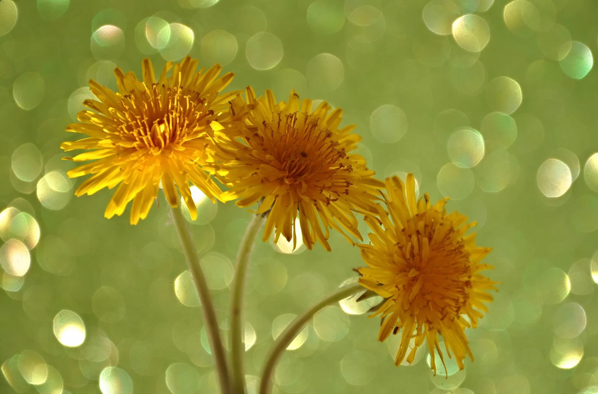 одуванчики в траве. кульбаба растение. одуванчик куваева. красивые одуванчики. одуванчик линейнолистный.