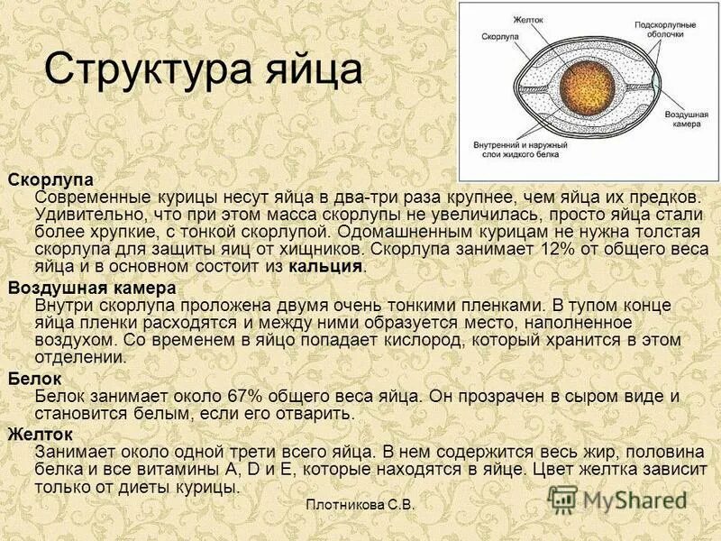 Яйцо птицы строение и функции. Схема строения яйца птицы. строение яйца курицы и функции. строение яйца функции структур. строение скорлупы яйца.