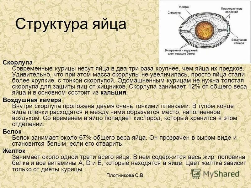 Функции оболочек яйца. Строение яйца курицы и функции. Строение яйца функции структур. Строение скорлупы яйца. Строение скорлупы куриного яйца.