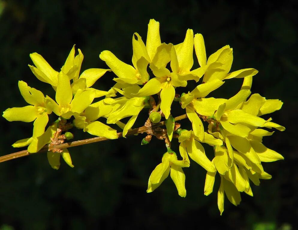 форзиция интермедиа. форзиция латынь. форзиция европейская — forsythia europaea. форзиция латынь. форзиция (форсайтия).