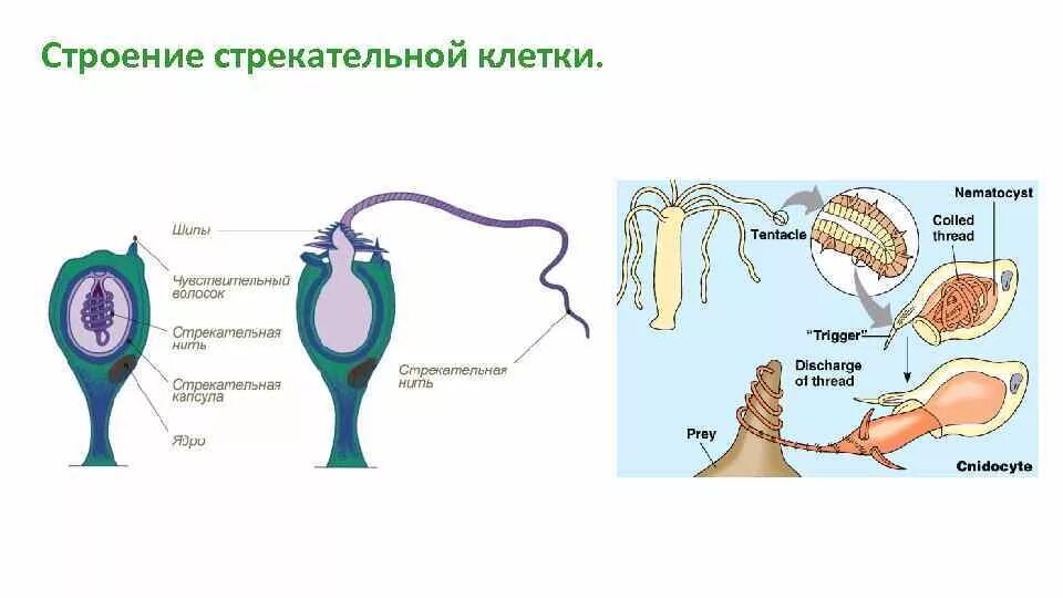 Стрекательная клетка состоит из. Строение стрекательной клетки гидры. Гидра Кишечнополостные стрекательные клетки. Схема строения стрекательной клетки кишечнополостных. Стрекательные клетки гидры функции.