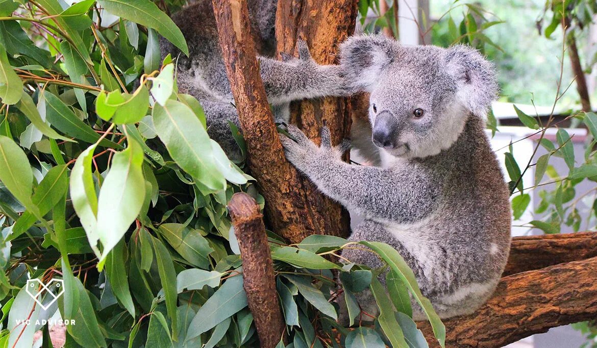 Коала где обитает на каком. Лоун Пайн коала. Брисбен парк коал. Лоун парк коала в Австралии. Зоопарк Сан Диего коалы.
