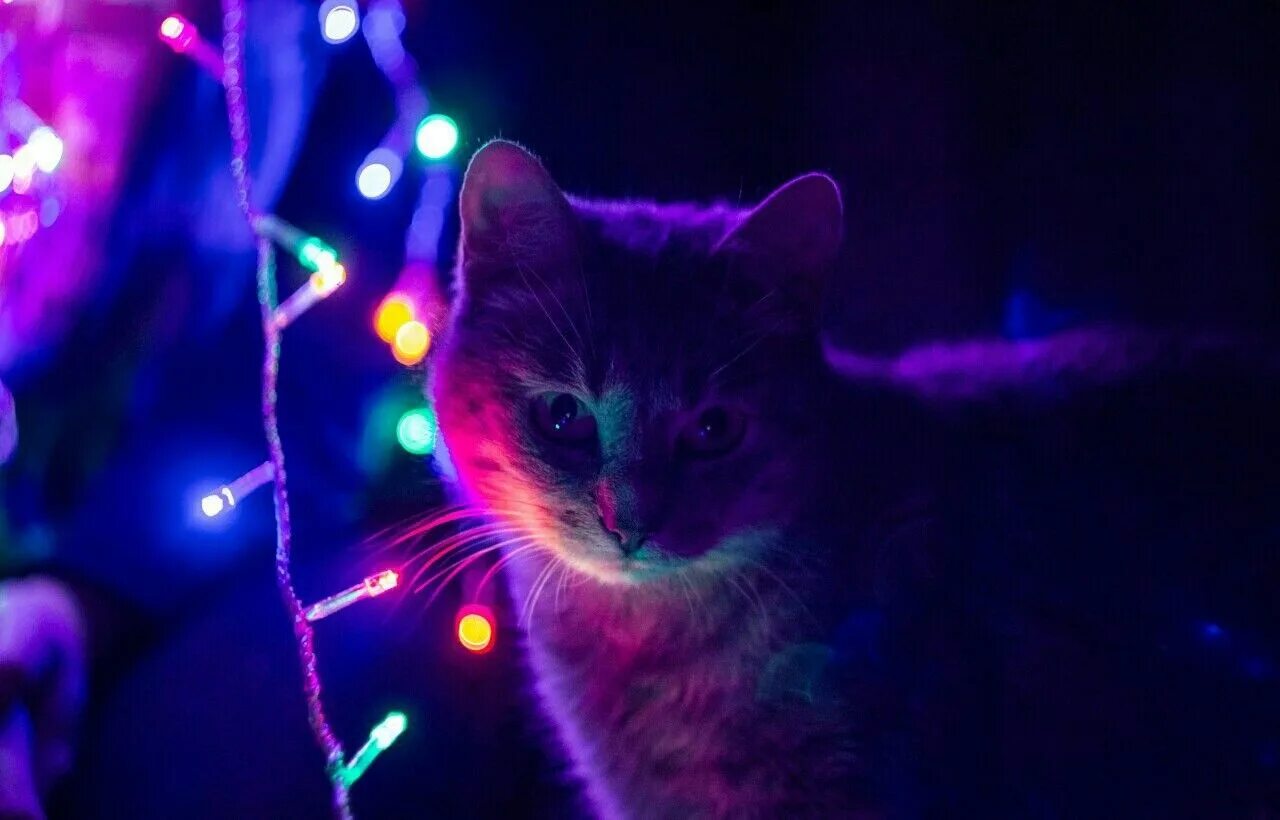 Фиолетовый cat net
