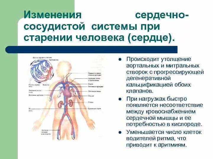 Система органов кровообращения болезни. Возрастные изменения сердечно-сосудистой системы. Возрастные изменения Кровеносно-сосудистой системы. Изменения ССС при старении человека. Изменения сердечно-сосудистой системы при старении человека.