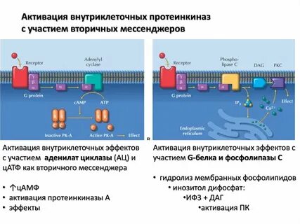Активирующая протеинкиназа