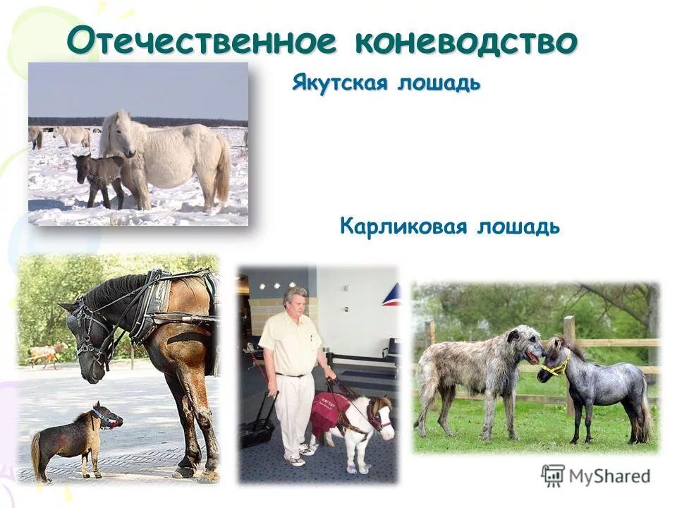 насколько эти признаки важны в селекции животных