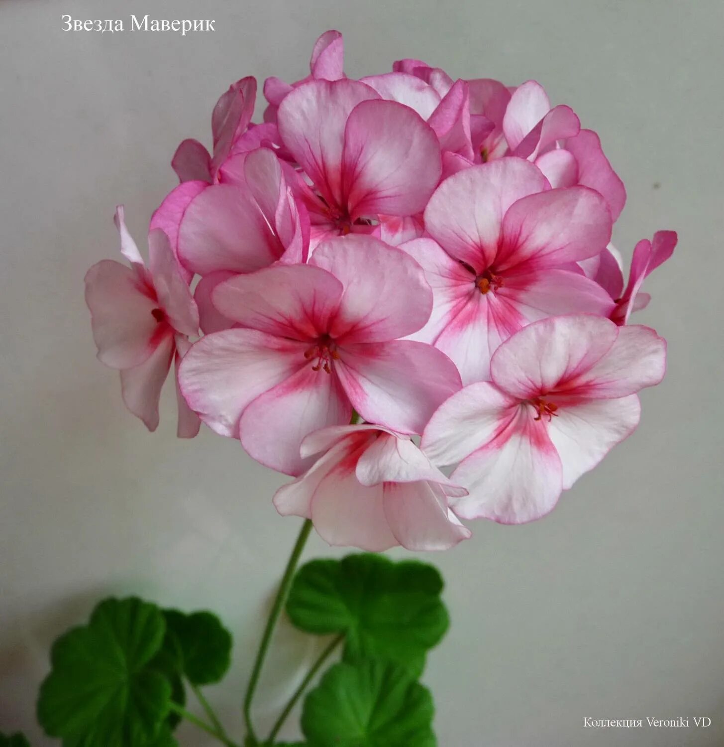 пеларгония маверик appleblossom. пеларгония зональная маверик. пеларгония маверик виолет зональная. пеларгония грандифлора маверик квиксильвер f1. пеларгония maverick star.